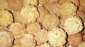 Genuine Rudraksha beads Nepal