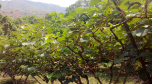 Kiwi fruit farm Nepal